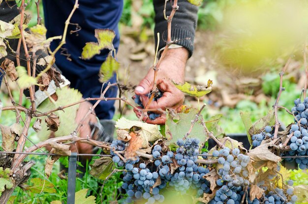 Zdjęcie Środkowa sekcja człowieka z winogronami w winnicy