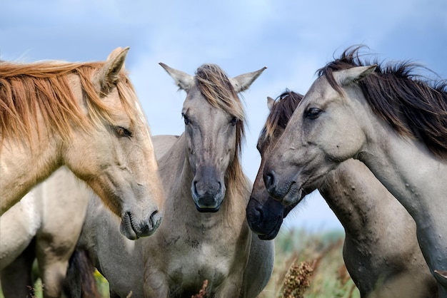 Środkowa sekcja czterech koni stojących naprzeciwko siebie