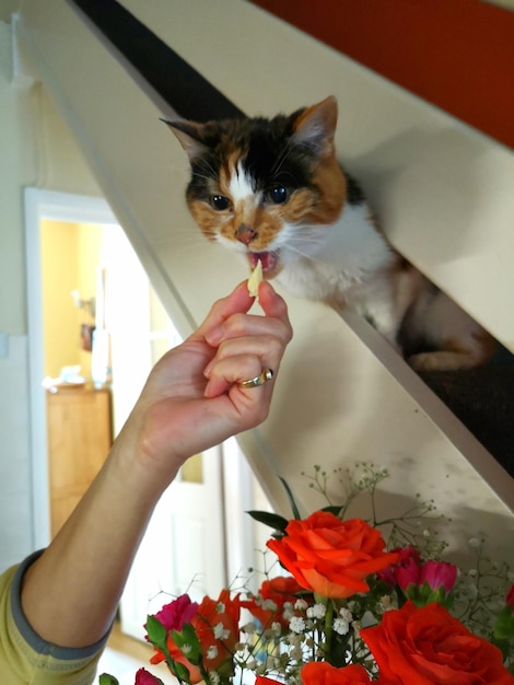 Zdjęcie Środkowa sekcja osoby karmiącej kota w domu