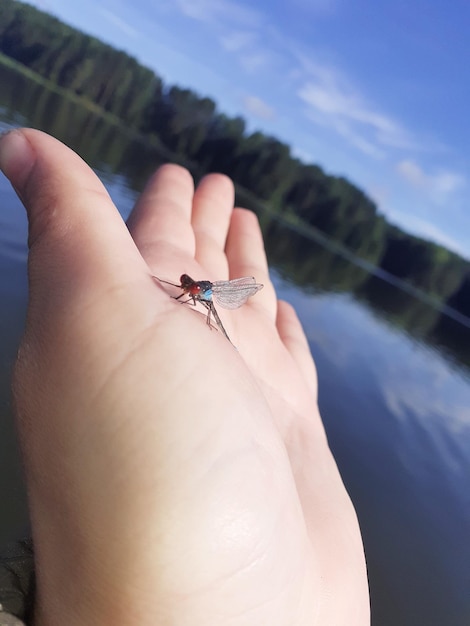 Zdjęcie Środkowa sekcja osoby trzymającej owada