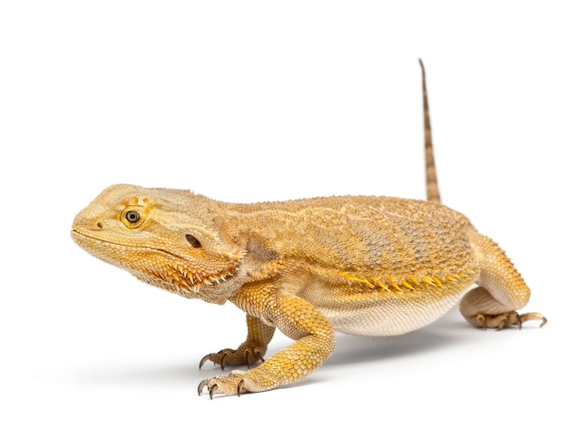 Środkowy smok brodaty, vitticeps Pogona, przed białym tłem