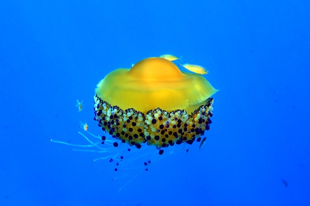 Śródziemnomorska Meduza Jajko Sadzone - Cotylorhiza tuberculata