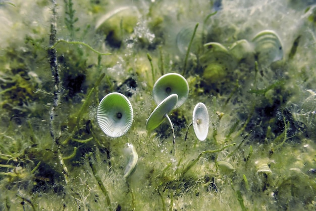 Śródziemnomorski parasol Alga acetabularia mediterranea