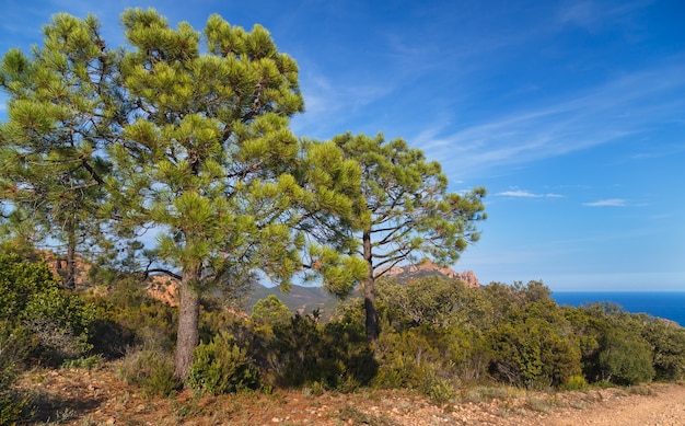 Śródziemnomorskie lasy sosnowe w górach Esterel Massif de lEsterel Saint Raphael Prowansja Francja