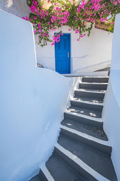Śródziemnomorskie różowe kwiaty z niebieskimi drzwiami na wyspie Santorini, Grecja. Letnie wakacje, widok na romans