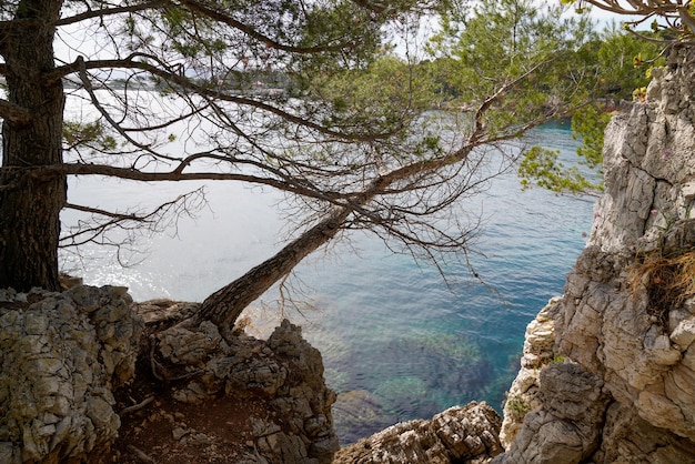 Śródziemnomorskie wybrzeże sosnowe z dostępem drzew do morza plażowego na wybrzeżu JuanlesPins w Antibes we Francji