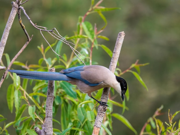 Sroka Iberyjska Cyanopica Cooki Ptak W Swoim Naturalnym środowisku