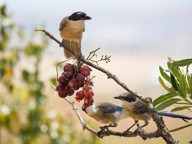 Sroka iberyjska (Cyanopica Cooki). Ptaki jedzące winogrona.