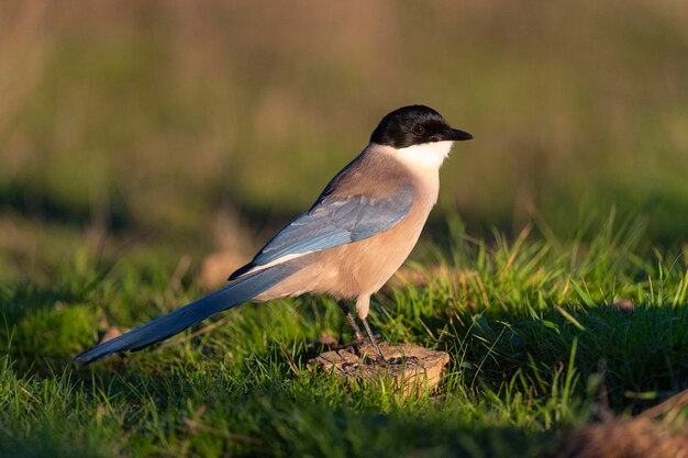 Sroka lazurowata Cyanopica cyanus Cordoba Hiszpania