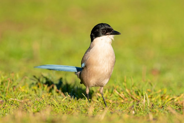 Sroka lazurowata Cyanopica cyanus Cordoba Hiszpania