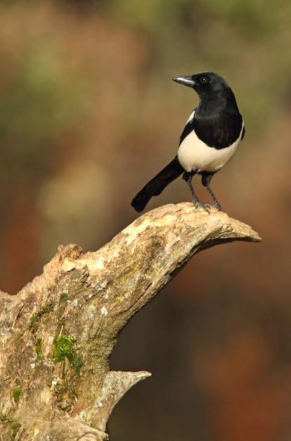 Sroka Zwyczajna, Ptaki, Corvidae, Sroka, Pica Pica, Pica