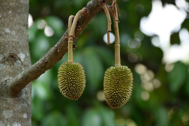 Śruba Durian Na drzewie jest pyszny owoc.