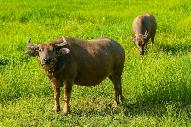 Ssak Tajski Bawół Na Polu Trawydorosły Bawół Z Dzieckiem Z Porannym światłem W Naturze