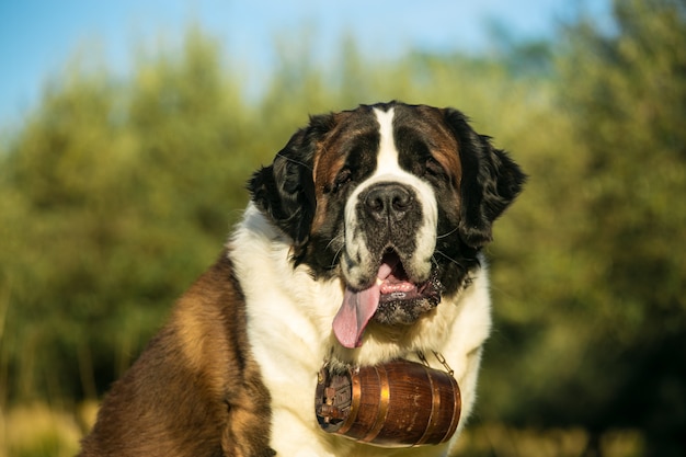 Zdjęcie st bernard dog