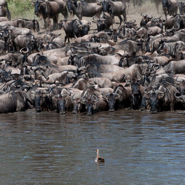 Stada gnu w Parku Narodowym Serengeti