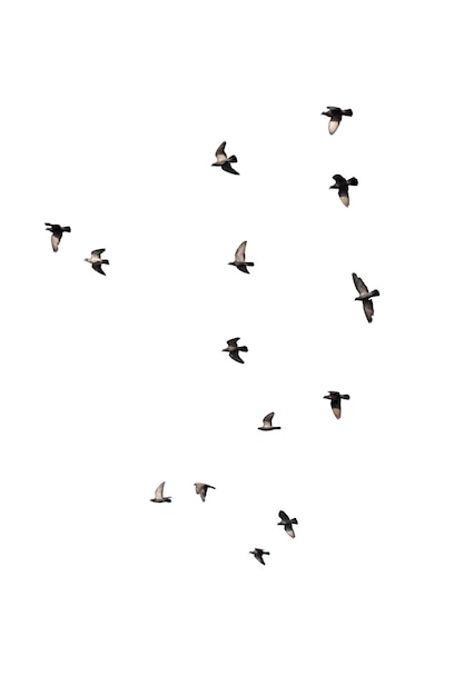 Stada latających gołębi na białym tle. Ścieżka przycinająca.
