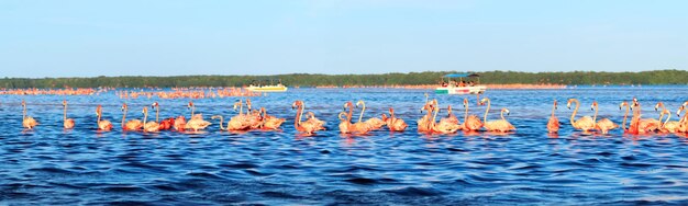 Stada Różowych Flamingów I łodzi Turystycznych W Celestun National Park W Meksyku Jukatan