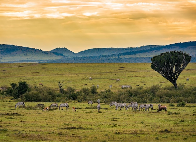 Stada zebr w kraterze Ngorongoro w Tanzanii