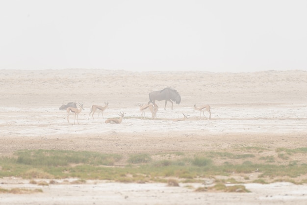 Stado Antylop Pasące Się Na Pustynnej Patelni. Burza Piaskowa I Mgła. Przyroda Safari W Etosha Parku Narodowym, Sławny Podróży Miejsce Przeznaczenia W Namibia, Afryka.