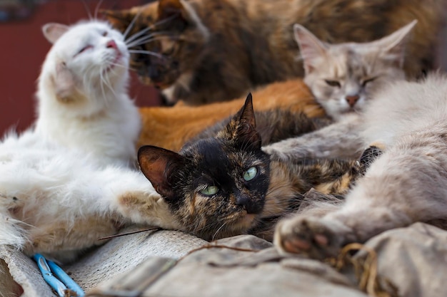Stado bezpańskich kotów leżące na ulicy