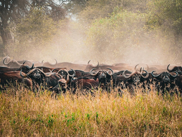 Stado bizonów na pustyni Serengeti w Tanzanii z kurzem