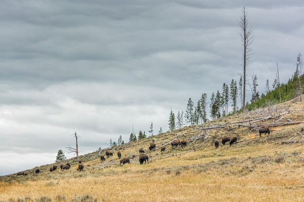 Stado bizonów wędrujące po Parku Narodowym Yellowstone