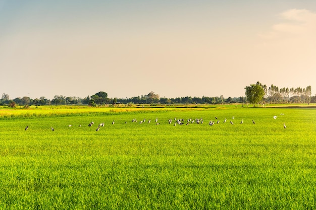 Stado bocianów Openbill żerujących wieczorem na polu ryżu niełuskanego