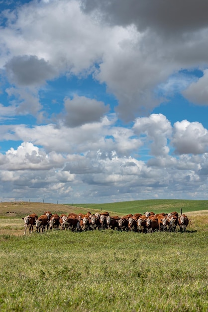 Stado bydła Hereford pasące się pod wielkim niebem prerii na pastwisku Saskatchewan