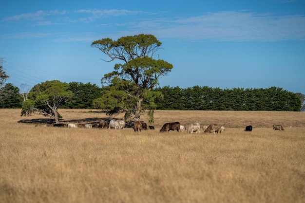 Zdjęcie stado bydła na polu z drzewami w tle