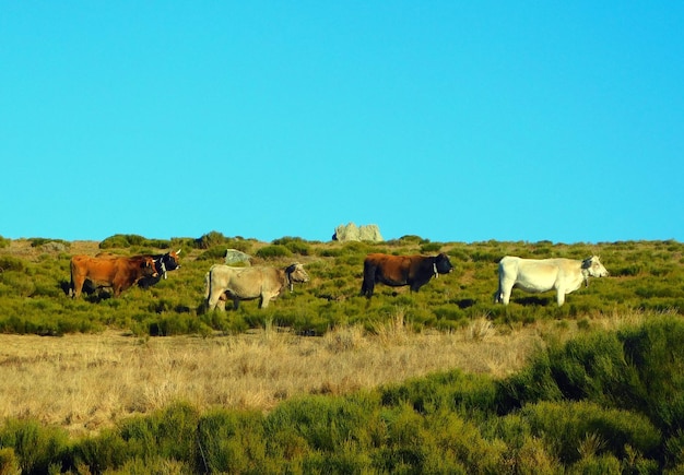 Stado bydła znajduje się na wzgórzu z błękitnym niebem w tle.