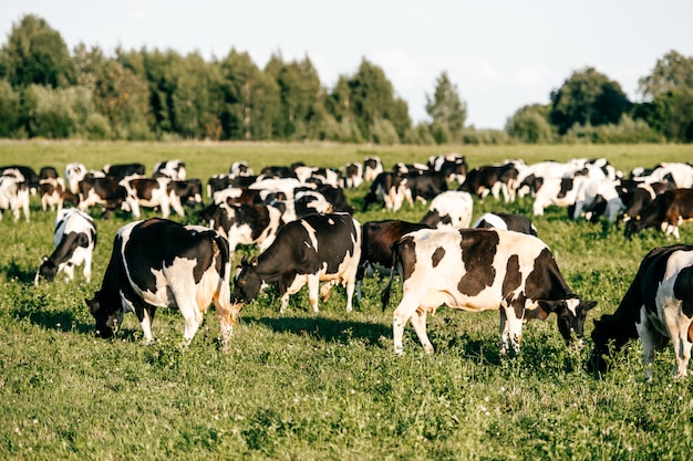 Stado czarno-białych krów w lecie słoneczny pole na wsi na pastwisku. Śmieszna ssaków zwierząt przyroda plenerowa przy naturą na zieleni polu. Hodowla zwierząt i bydła.