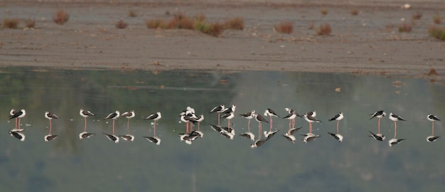 Zdjęcie stado czarnych skrzydłowych szpilek w jeziorze