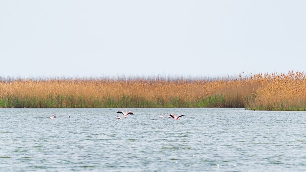 Stado Flamingów Na Jeziorze