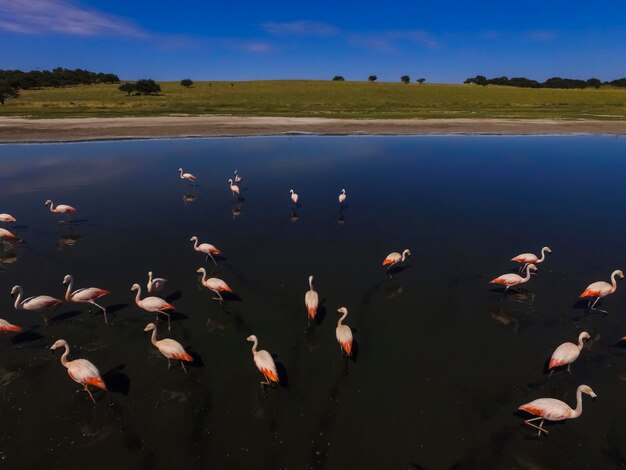 Stado flamingów w Pampas Saline Widok z lotu ptaka Prowincja La Pampa Patagonia Argentyna