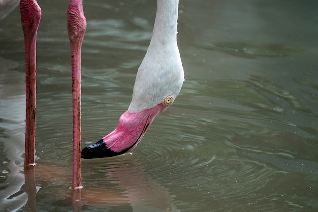 Stado flamingów w parku z zoo