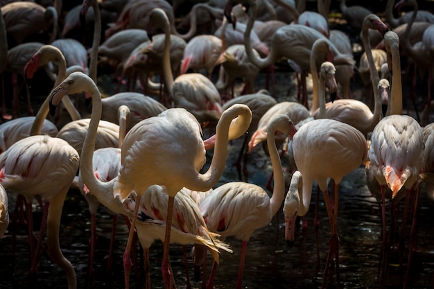 Stado flamingów W zoo