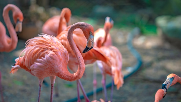 Stado flamingów w zoo