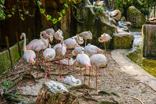 Stado flamingów w zoo