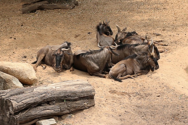 Stado Gnu Niebieskiego Opalającego Się W Zoo