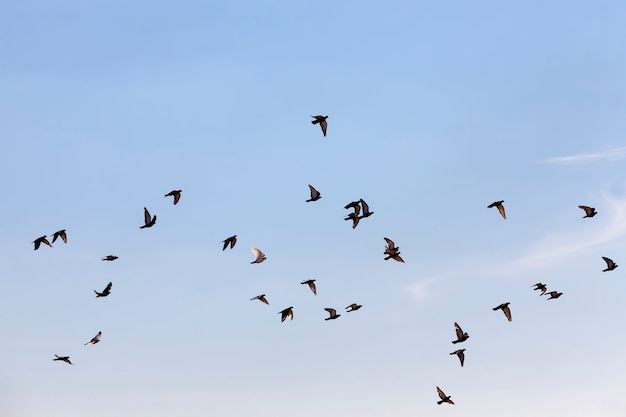 Stado gołębi latających po błękitnym niebie