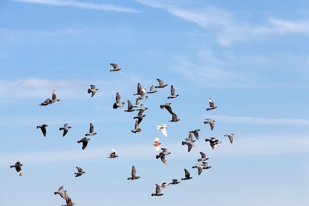 Stado gołębi latających po błękitnym niebie