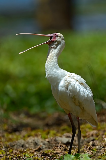 Stado ibisów w naturalnym środowisku. Kenia. Jezioro Nakuru.