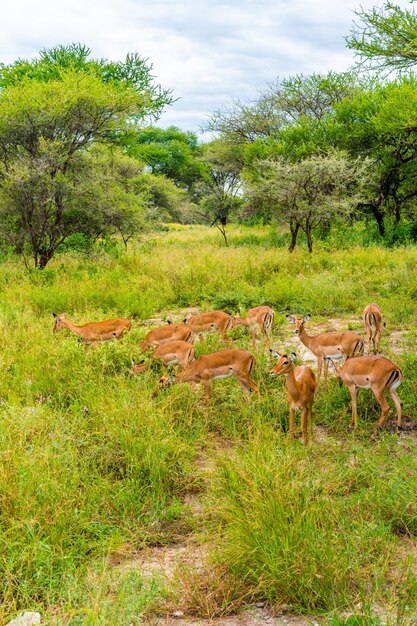 Zdjęcie stado impali na murawach parku narodowego serengeti, afrykańska antylopa impala, arusha, tanzania