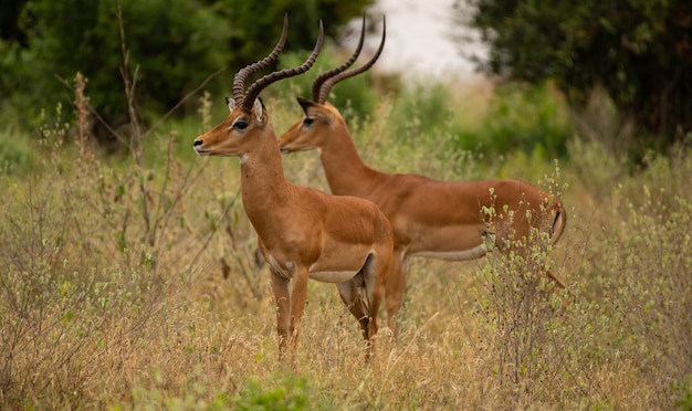 Stado impali na murawach Parku Narodowego Serengeti, Afrykańska antylopa impala, Arusha, Tanzania