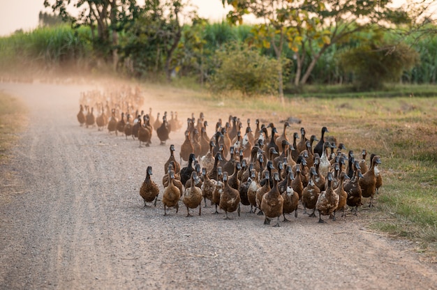 Stado kaczek gromadzących się na polnej drodze