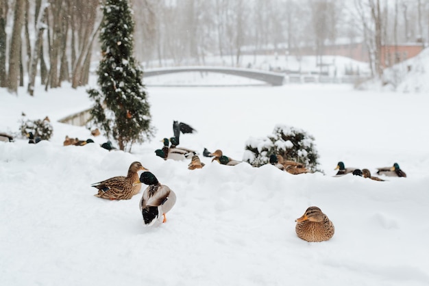 Stado kaczek spacerujących w winter park, ptaki odpoczywające na brzegu podczas opadów śniegu.