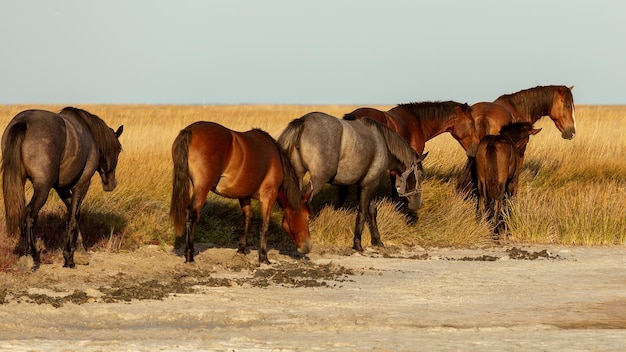 Stado koni na stepach Ukrainy The Kinburn Spit