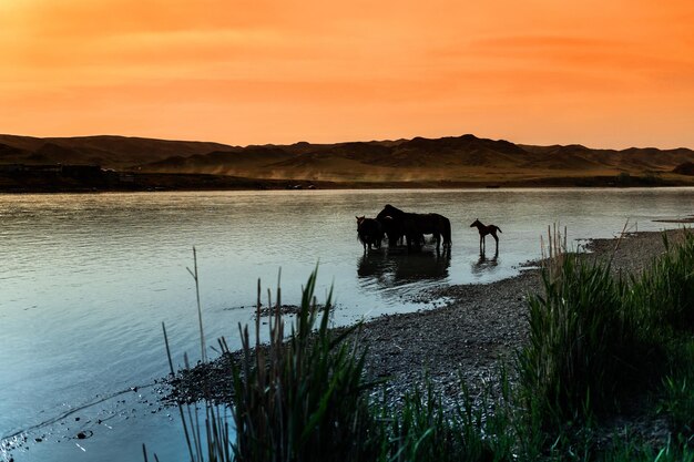 Zdjęcie stado koni pije wodę z rzeki na zachodzie źrebaka trochę dalej