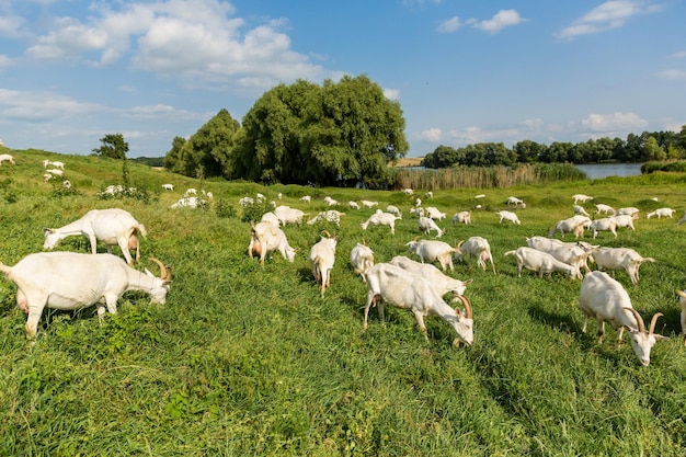 Stado kóz gospodarskich na pastwisku