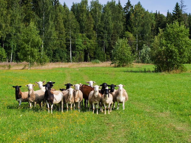 Stado Kóz I Owiec Na łące